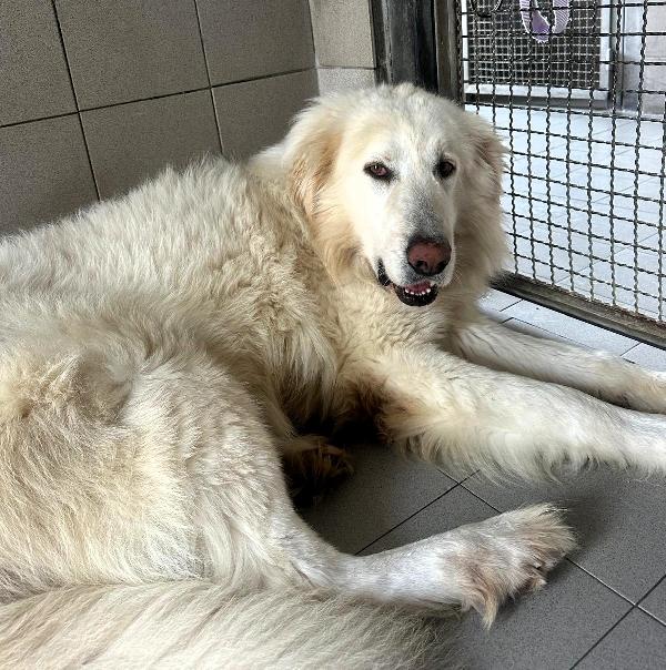 RAMBO SPLENDIDO MAREMMANO Foto 3